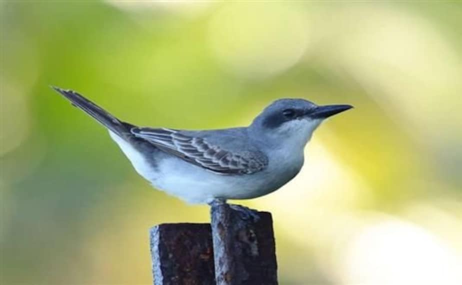 Haliday Wildlife Sanctuary_3
